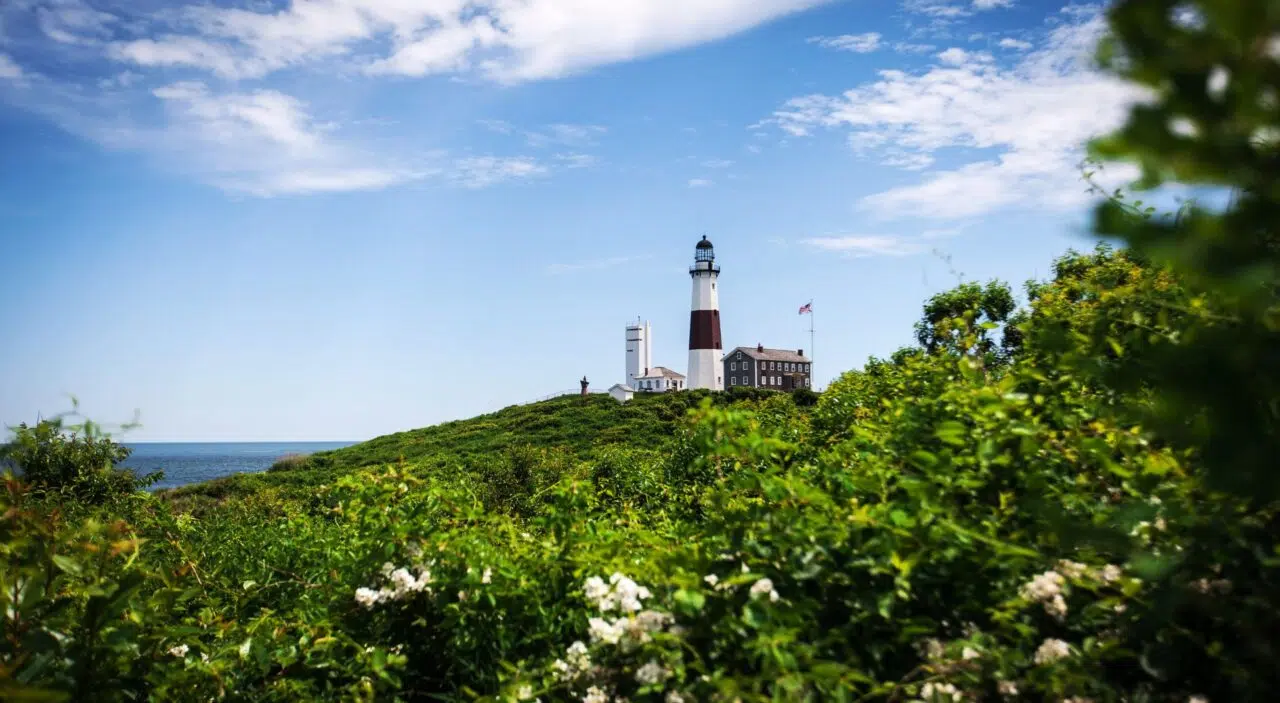 Wildflowers with Montauk Lighthouse in the distance